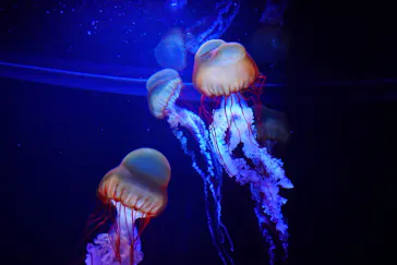 すみだ水族館に投稿された画像（2020/12/15）