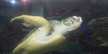 九十九島水族館海きららに投稿された画像（2020/12/15）