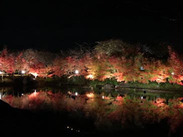 なばなの里に投稿された画像（2020/12/15）