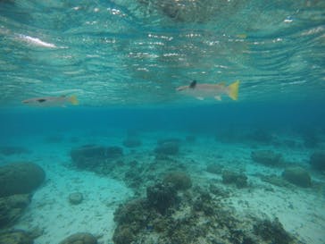 武藤潜水に投稿された画像（2020/12/16）