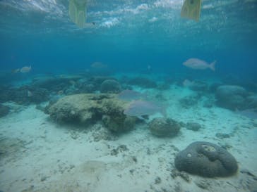 武藤潜水に投稿された画像（2020/12/16）