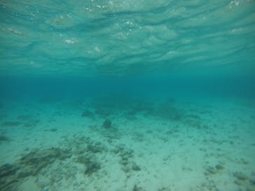 武藤潜水に投稿された画像（2020/12/16）