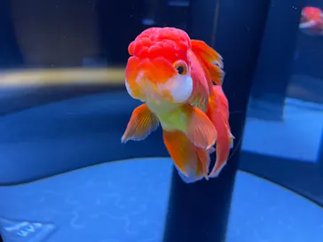 すみだ水族館に投稿された画像（2020/12/16）