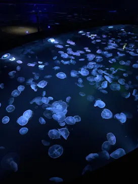 すみだ水族館に投稿された画像（2020/12/16）