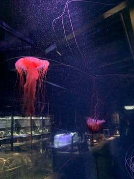 京都水族館に投稿された画像（2020/12/16）