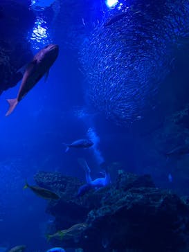 京都水族館に投稿された画像（2020/12/16）