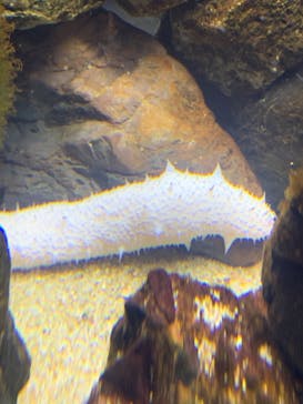 京都水族館に投稿された画像（2020/12/16）