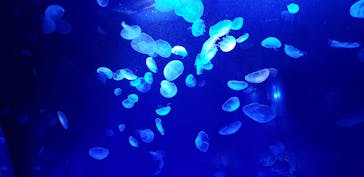 サンシャイン水族館に投稿された画像（2020/12/16）