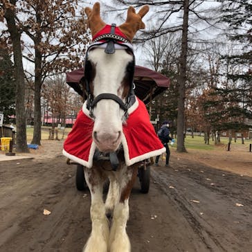 ノーザンホースパークに投稿された画像（2020/12/16）