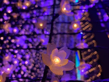 東京メガイルミに投稿された画像（2020/12/16）