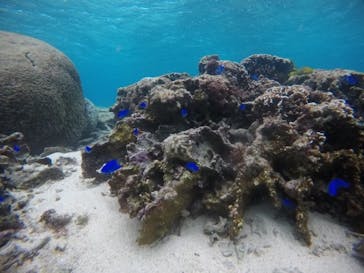 武藤潜水に投稿された画像（2020/12/17）