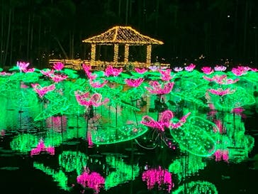 美らヤシパークオキナワ・東南植物楽園に投稿された画像（2020/12/17）
