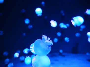 京都水族館に投稿された画像（2020/12/17）