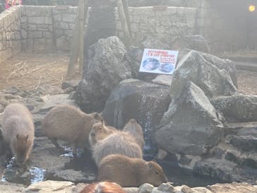 伊豆シャボテン動物公園に投稿された画像（2020/12/17）