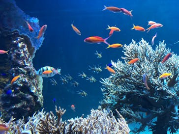 サンシャイン水族館に投稿された画像（2020/12/17）