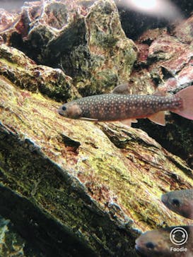 京都水族館に投稿された画像（2020/12/17）