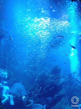京都水族館に投稿された画像（2020/12/17）