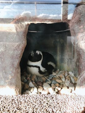 京都水族館に投稿された画像（2020/12/17）