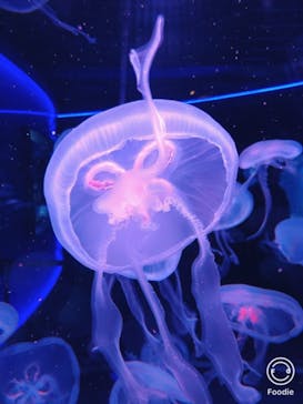 京都水族館に投稿された画像（2020/12/17）