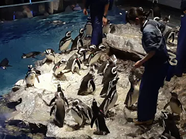 すみだ水族館に投稿された画像（2020/12/17）