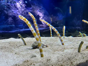 すみだ水族館に投稿された画像（2020/12/17）