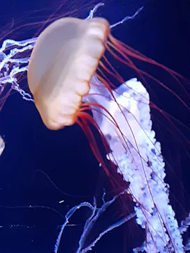 すみだ水族館に投稿された画像（2020/12/17）