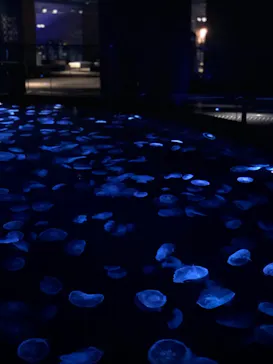 すみだ水族館に投稿された画像（2020/12/17）