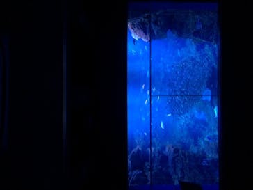 京都水族館に投稿された画像（2020/12/17）