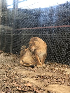 群馬サファリパークに投稿された画像（2020/12/17）