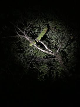 奄美ナイトツアーサービスに投稿された画像（2020/12/17）