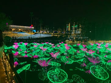 美らヤシパークオキナワ・東南植物楽園に投稿された画像（2020/12/17）