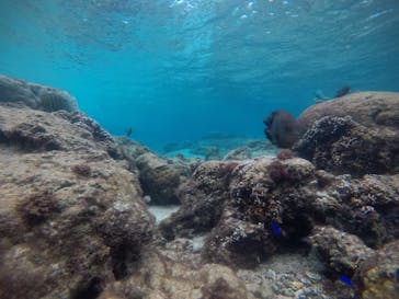 武藤潜水に投稿された画像（2020/12/18）