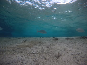 武藤潜水に投稿された画像（2020/12/18）