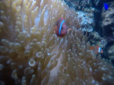 武藤潜水に投稿された画像（2020/12/18）