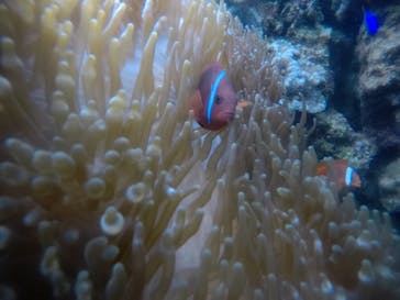 武藤潜水に投稿された画像（2020/12/18）