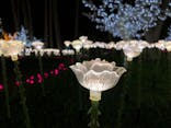美らヤシパークオキナワ・東南植物楽園に投稿された画像（2020/12/18）