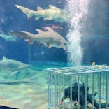 アクアワールド茨城県大洗水族館に投稿された画像（2020/12/18）