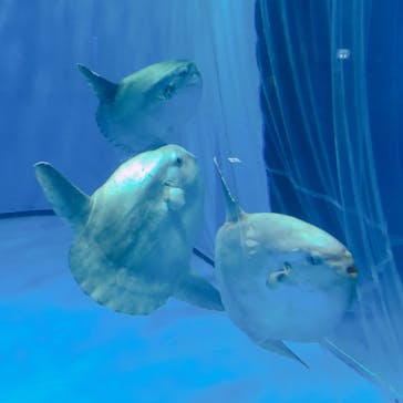 アクアワールド茨城県大洗水族館に投稿された画像（2020/12/18）