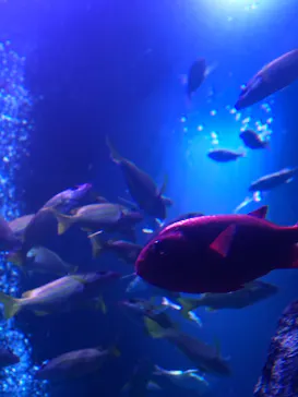 すみだ水族館に投稿された画像（2020/12/18）