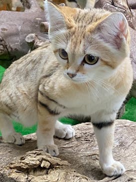 那須どうぶつ王国に投稿された画像（2020/12/18）