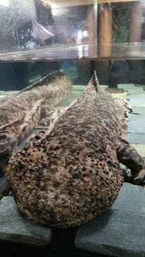 京都水族館に投稿された画像（2020/12/18）