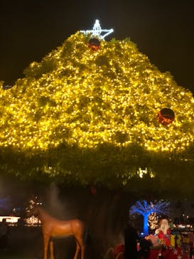 東京メガイルミに投稿された画像（2020/12/18）