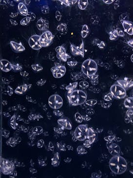 アクアワールド茨城県大洗水族館に投稿された画像（2020/12/18）