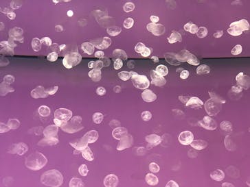 アクアワールド茨城県大洗水族館に投稿された画像（2020/12/18）