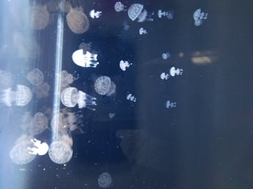 アクアワールド茨城県大洗水族館に投稿された画像（2020/12/18）