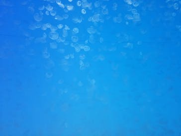 アクアワールド茨城県大洗水族館に投稿された画像（2020/12/18）