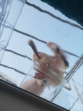 サンシャイン水族館に投稿された画像（2020/12/18）