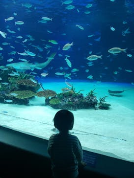 サンシャイン水族館に投稿された画像（2020/12/18）