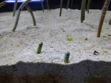 すみだ水族館に投稿された画像（2020/12/18）