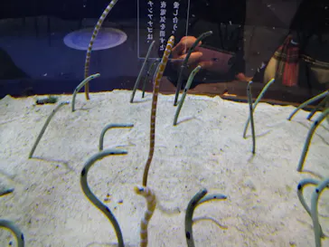 すみだ水族館に投稿された画像（2020/12/18）